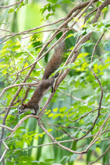 Squirrel on the tree with blurred background