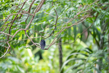 Oriental magpie robin, a small passerine bird on the tree branch