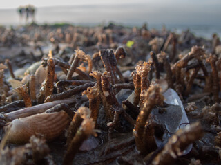Tube worm reef