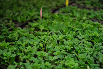 Green leves and flowers. Greenhouse background