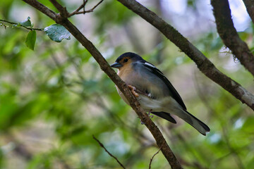 Chaffinch on Levada Rabacal, Madeira, Portugal in march