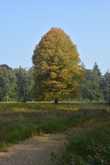 Fototapeta premium autumn in the forest