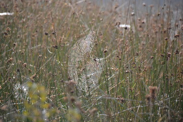 spider on a grass