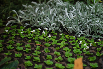 Green leves and flowers. Greenhouse background