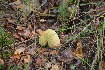 mushroom in the forest