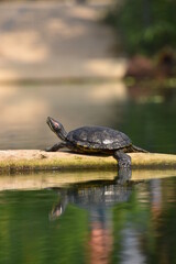 Obraz premium turtle on the water