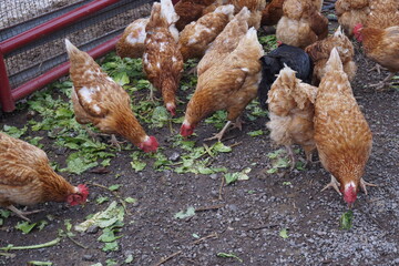 Group of Chickens Pecking on a Farm