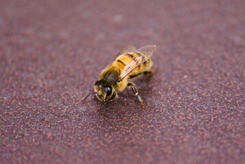 Pszczółka © Mateusz