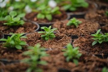 Little green houseplants in brown pots.