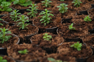 Little green houseplants in brown pots.
