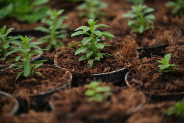 Little green houseplants in brown pots.