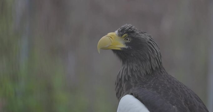 Steller's sea eagle (Haliaeetus pelagicus). Wildlife animal. detail portrait of rare bird. Close-up portrait of beautiful proud bird. 4K slow motion 120 fps video, ProRes 422, ungraded C-LOG 10 bit.