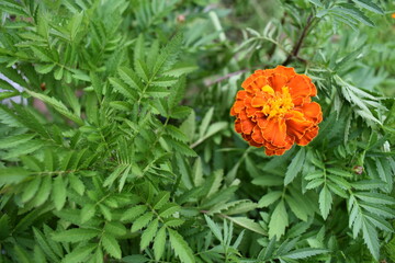 Orange Marigold Flower