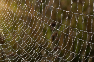 Spider web with drops of dew on sunrise. Abstract image. Selective soft focus