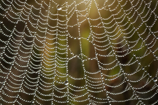 Spider web in dew and sunbeams. Abstract image. Selective soft focus