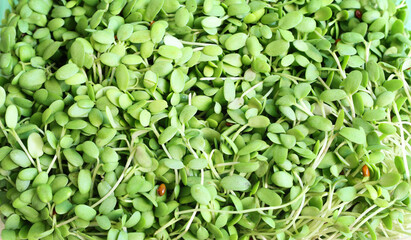 Heap of alfalfa sprouts background. Organic food and macrobiotic concept - obrazy, fototapety, plakaty