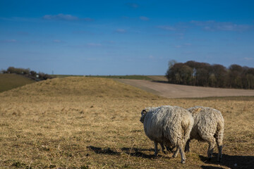 Obraz premium Sheep in Ireland