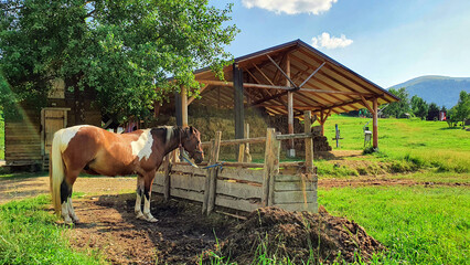 Fototapeta na wymiar horse in the mountain village