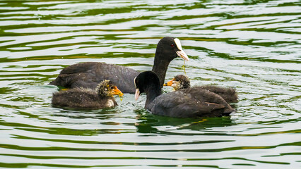 
Coot family eating algae on lake, green water surface