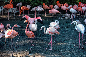 A flock of red, pink, white flamingoes.