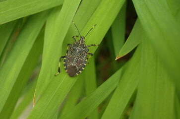 緑の葉っぱの上にキマダラカメムシ
