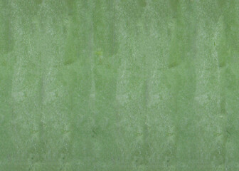 Intricate Green Texture of a Mandacaru Cactus (Cereus jamacaru) Surface, Close-up Keywords: