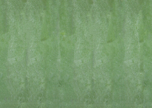 Intricate Green Texture of a Mandacaru Cactus (Cereus jamacaru) Surface, Close-up Keywords: