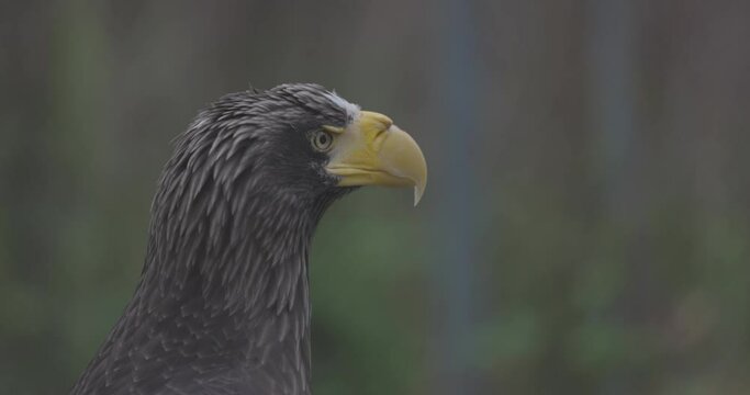 Steller's sea eagle (Haliaeetus pelagicus). Wildlife animal. detail portrait of rare bird. Close-up portrait of beautiful proud bird. 4K slow motion 120 fps video, ProRes 422, ungraded C-LOG 10 bit.