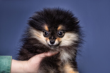 A cute Pomeranian spitz puppy on a black background, isolated.