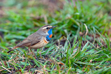 The bluethroat  is a small passerine bird ...
Birds of Central Russia.