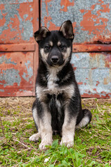 Husky puppy close-up on the background of the village...