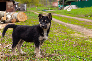 Husky puppy close-up on the background of the village...