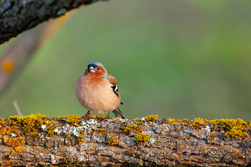 Common chaffinch-Songbird of the finch family.