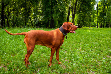 The Hungarian or Magyar Vizsla or Smooth-Haired Vizsla are sporting dogs and loyal companions.