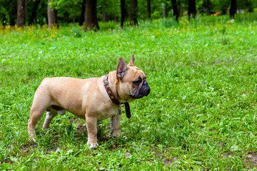 French bulldog plays in the park on the grass...
