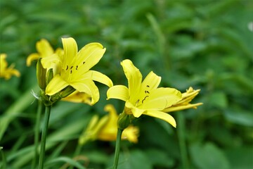 liljowiec żółty