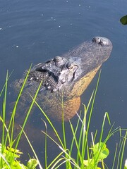 alligator in a pond