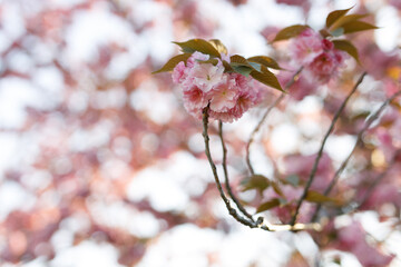 Sakura tree spring flowering. Cherry blossom with Soft focus. Concept spring.