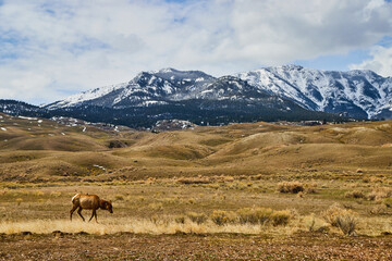 American snowy mountains by fields of yellow with deer