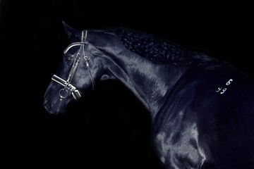 Fototapeta na wymiar portrait of beautiful black horse posing in meadow. art toned