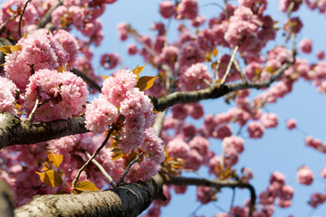Sakura tree spring flowering. Cherry blossom with Soft focus. Concept spring.