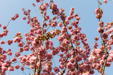 Sakura tree spring flowering. Cherry blossom with Soft focus. Concept spring.