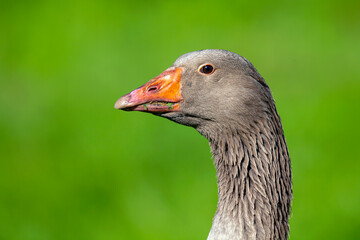 Close-up portrait of a gray goose...

