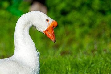 Close-up portrait of a white gander.