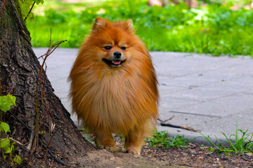 Pomeranian - Spitz-type dog breed walks in the park....