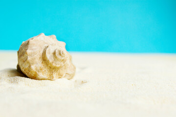 Obraz na płótnie Canvas Beautiful rapana shell on the sandy beach. Summer vacation background.