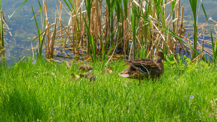 Little ducklings with mom duck in green grass. Breeding season in wild ducks. Duck with chicks.
