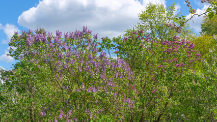 Lilac flowers. Beautiful lilac grove in the garden. Purple lilac bush blooming on blue sky background.