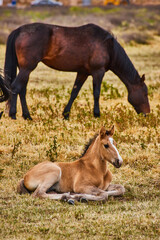 Close view of foal and brown horse