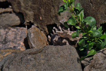 Close up of brown lizard of Madeira island, known as Lagartixa, Red soil at sao lourenco, Portugal